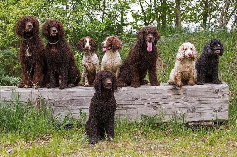 2015_05_16_spanielgroup